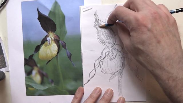How to Sketch Flowers - Part 1 Yellow Lady Slipper смотреть онлайн