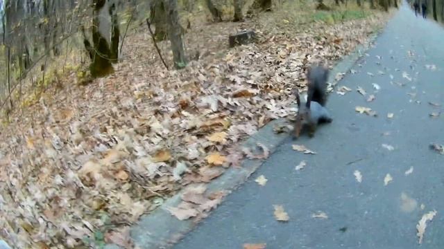 Осеннее нашествие белок в Ставрополе. Кормлю белочек с рук. смотреть онлайн