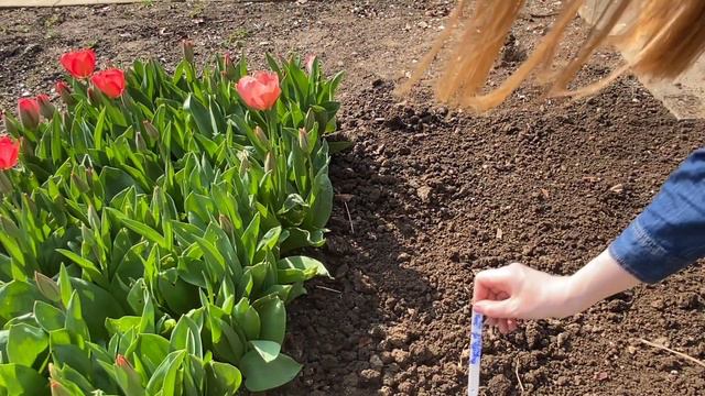 Planting My Cut Flower Bed смотреть онлайн