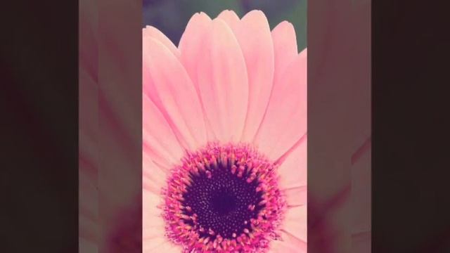 Самые крутые обои для телефона??? смотреть онлайн