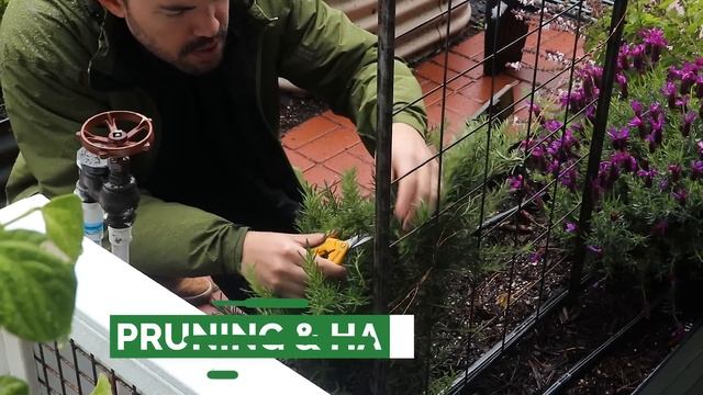 Growing Rosemary Is SO Easy, You'll Have To Try To Kill It