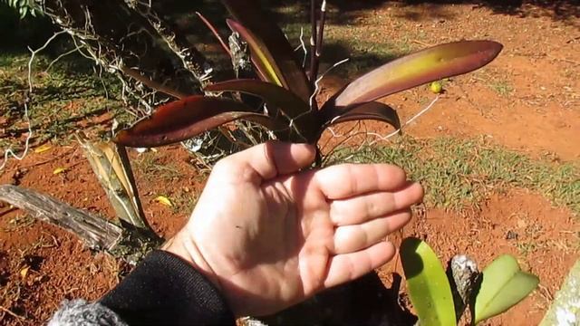 CONHEÇAM A IONOPSIS GIGANTE NA NATUREZA !!