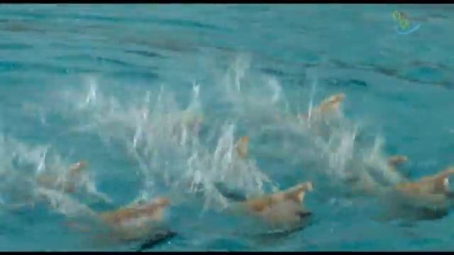 Синхронное плавание: рисунки на воде смотреть онлайн