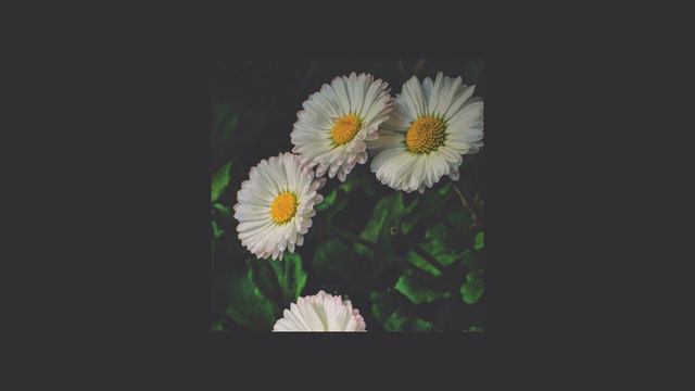 Tobi Lou Type Beat - "Daisy" | prod. caveman смотреть онлайн