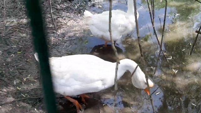 музейный комплекс дудутки, утки гуси павлин и не только смотреть онлайн