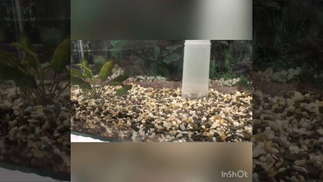 Как сделать чистку и подмену воды в аквариуме смотреть онлайн