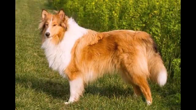 Собачки Колли❤❤ смотреть онлайн