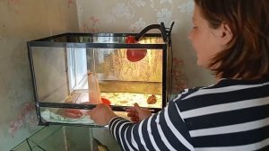 Инкубация и вывод цесарки