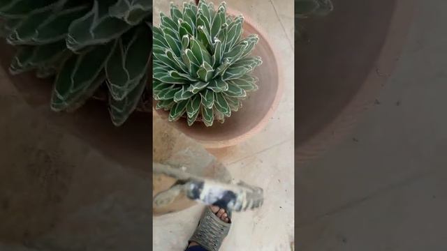 Repotting Of Agave Victoria Regina