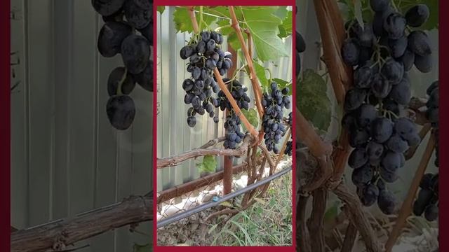 кишмиш 'Аттика' смотреть онлайн