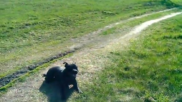 Бродячие псы и стаффи смотреть онлайн