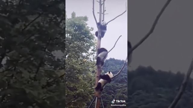 ха панды лучшие ребятам на фронт 2202 2003 4591 2586 смотреть онлайн