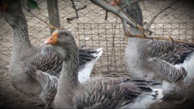 Порода Тулузские гуси характеристика и содержание