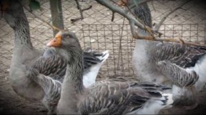 Порода Тулузские гуси характеристика и содержание
