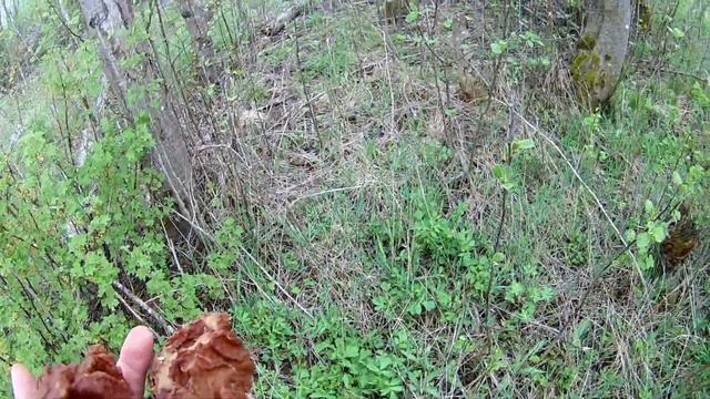 СТРОЧКИ ГИГАНТСКИЕ  Где искать Строчки Гигантские и как их готовить