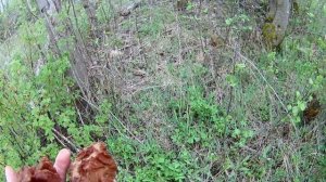 СТРОЧКИ ГИГАНТСКИЕ  Где искать Строчки Гигантские и как их готовить