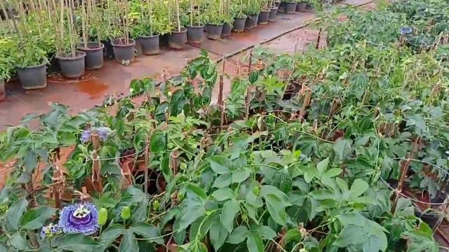 New Big Nursery Tour in Pune || Specially For Bougainvillea || NV Garden смотреть онлайн