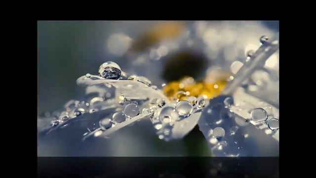 Ромашки ромашки белый лепесток...... смотреть онлайн