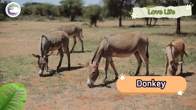 Funniest Animal Sounds In Nature: Rhino, Lion, Parrot, Beaver, Elephant, Squirrel смотреть онлайн