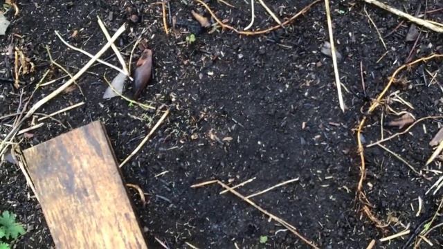 КАК ВЫРАСТИТЬ РАССАДУ ОГУРЦОВ СВОИМИ РУКАМИ // ДОМ В ДЕРЕВНЕ смотреть онлайн