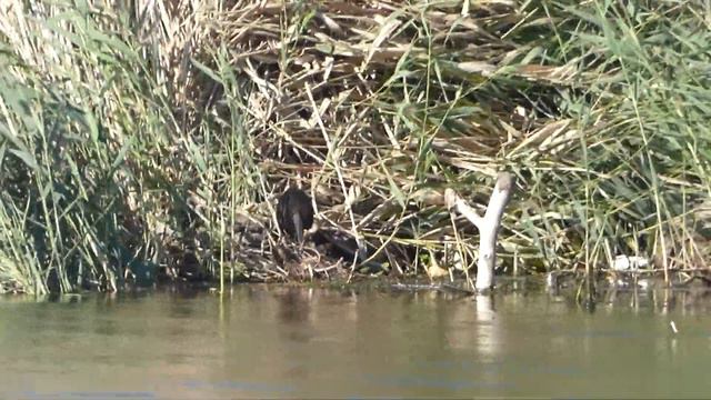 велопоход на E Bike / проверяю дальность акума / катаюсь вдоль реки / ловля на бомбарду смотреть онлайн