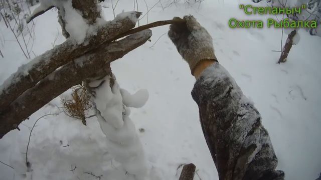 7 заезд Заезд к зимовью Короткий путик (2 часть) 05 02 21 смотреть онлайн