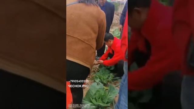 Ручной самоходный комбайн для чеснока ? чеснок.рус смотреть онлайн