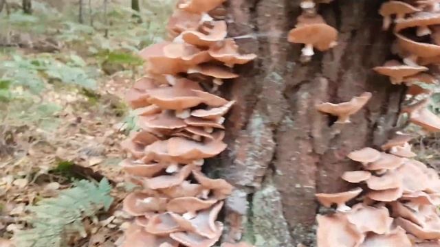 Опята на дереве смотреть онлайн