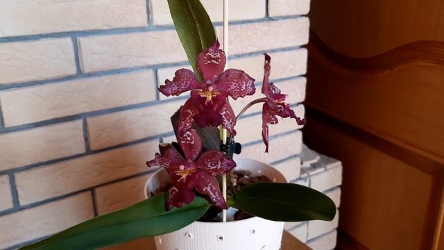 Цветение Одонтоглоссума Purple Rain