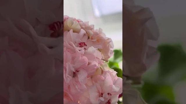 Пеларгония ТА Марсель, РОСКОШЬ!!!! Вы посмотрите на эти шифоновые рюши.Цветы крупные, соцветия туги смотреть онлайн