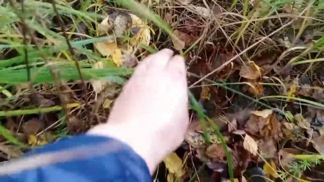 1 октября 2022 год.Грибов до сих пор много!