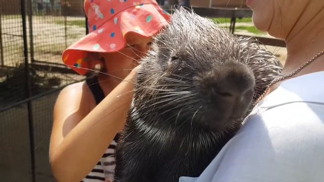 Обзор контактного зоопарка Naturlich смотреть онлайн