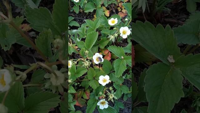 ?Цветёт клубника ? смотреть онлайн