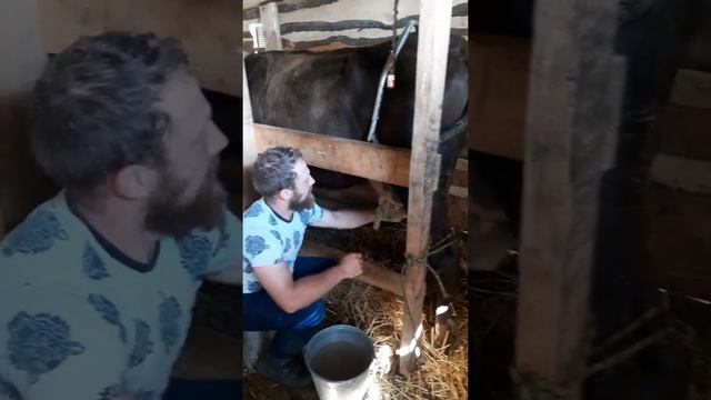 Это только начало. Подготовка коровы к дойке смотреть онлайн