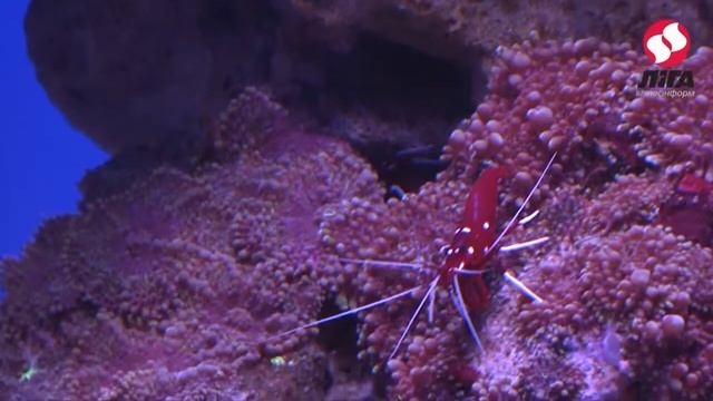 Океанариум "Морская сказка" смотреть онлайн