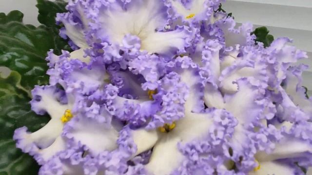 Фиалка РМ-Франческа