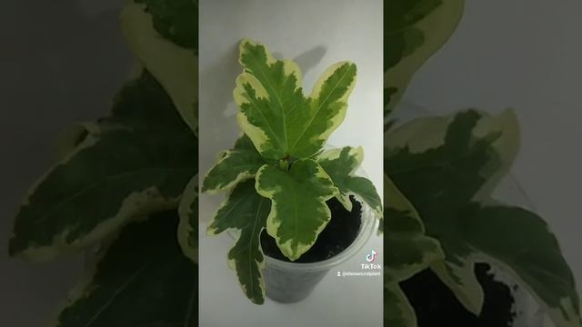 Гибискус Double pink (orange) variegata - цветы махровые оранжево-розовые смотреть онлайн