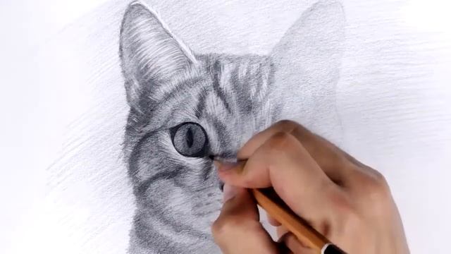 Реалистичный рисунок котика смотреть онлайн