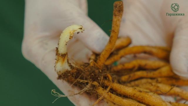 Лилейник. Описание. Сорта. Посадка. Уход смотреть онлайн