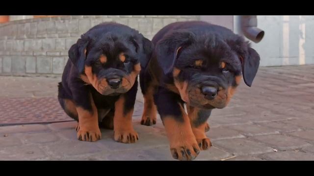 Маленькие, но очень серьёзные Ротвейлеры. смотреть онлайн