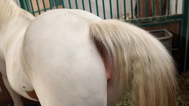 Mare pees🐴 when it goes it goes 🐴 winking mare 🐴 mare is in heat 🐴 Horse is urinating 🐴 смотреть онлайн