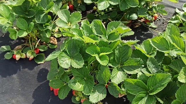 Земляника КСД БРИЛЛА! Разочаровала! 19.06.2023г. смотреть онлайн