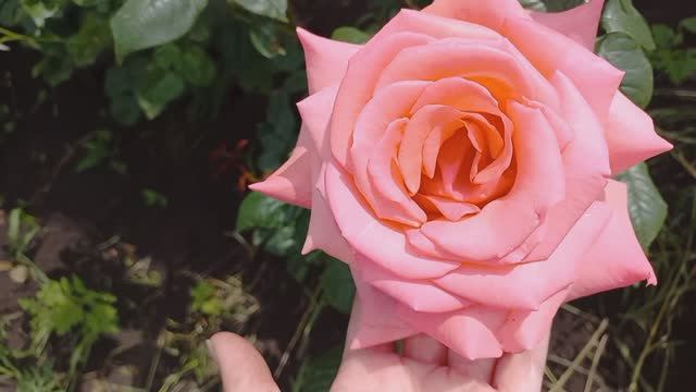 Розы - первогодки из питомника "Розы Вдохновения" ч.1 смотреть онлайн