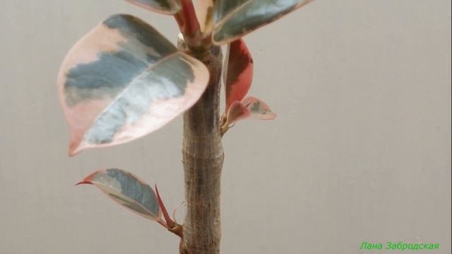 Формировать фикус прищипкой не получится смотреть онлайн