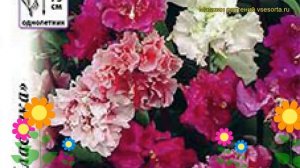 Кларкия изящная Фантазия. Краткий обзор, описание характеристик, где купить семена clarkia elegans