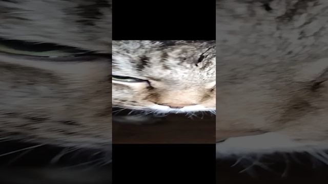 Котик Чем То Не доволен!!!