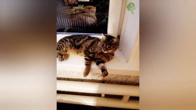 видео идёт в 5 часов 9 секунд там есть музыка для рисования и фотки моего кота смотреть онлайн