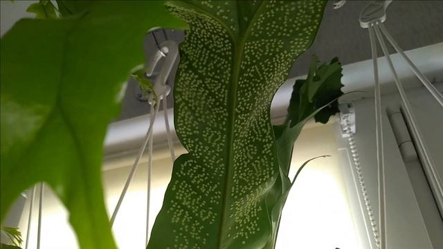 Мои_комнатные_растения_2021 // Со Светлой Пасхой!  // Обзор комнатных растений // Джунгли в квартир