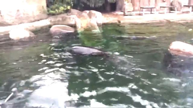 VLOG Московский зоопарк Ann Grebneva смотреть онлайн