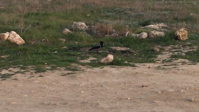 Ворона закапывает еду смотреть онлайн